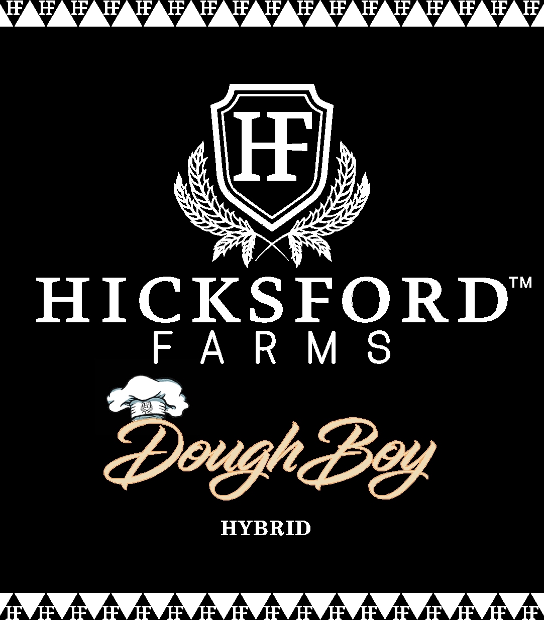 Doughboy Strain Information Hicksford Farms