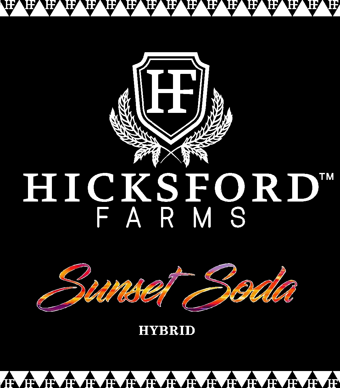 Sunset Soda Strain Information Hicksford Farms Good Oil Boys